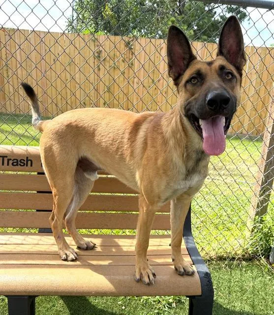 A young large-sized male Mixed Breed dog named Zeus for adoption in Columbia, SC