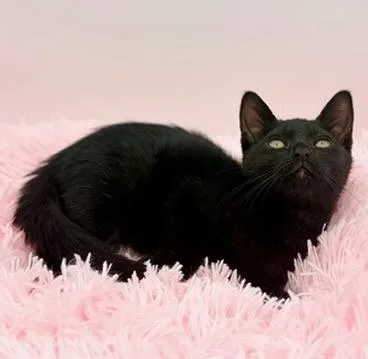A baby medium-sized female Black Domestic Short Hair cat named Popsicle for adoption in Covington, LA