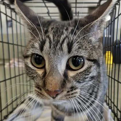 An adult medium-sized male Tabby (Brown / Chocolate) Domestic Short Hair cat named Ruger for adoption in Dubuque, IA