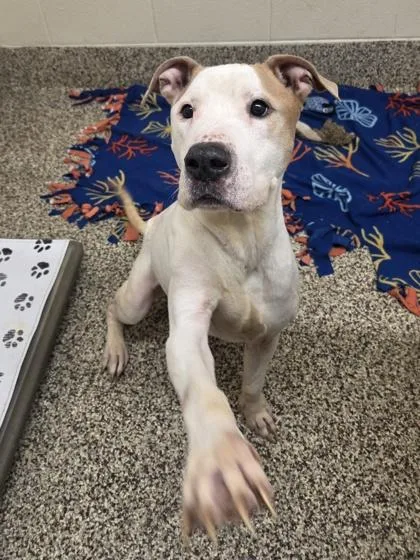 An adult large-sized male Pit Bull Terrier dog named Chef Boyardee for adoption in Westland, MI