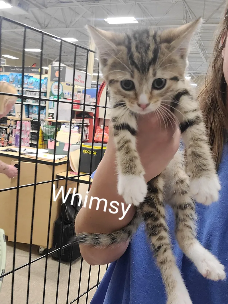 A baby medium-sized female Tabby (Tiger Striped) Domestic Short Hair cat named Whimsy for adoption in Gerrardstown, WV