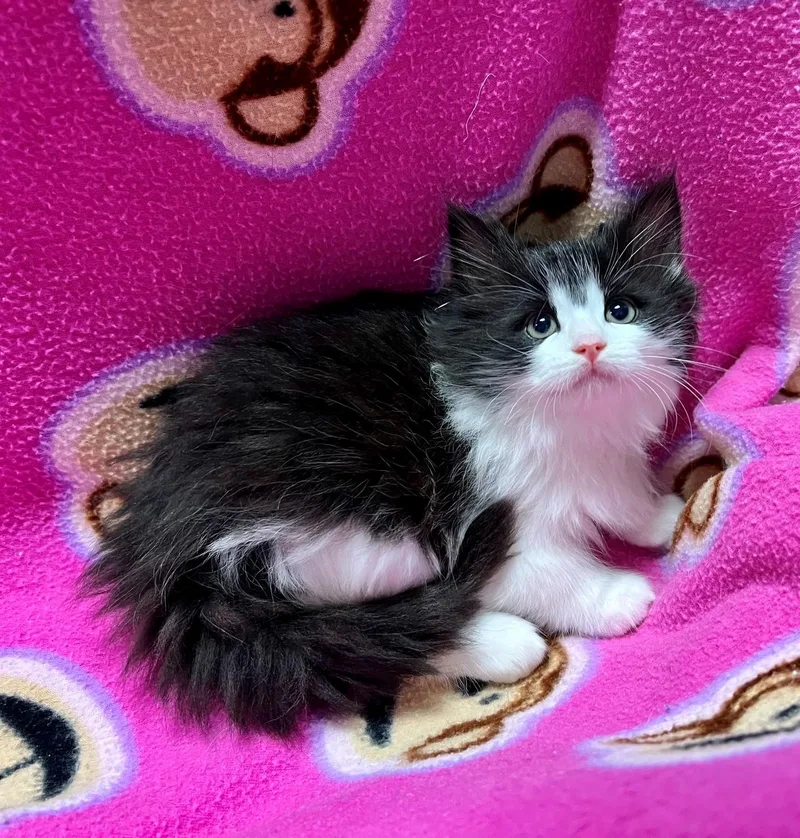 A baby medium-sized female Black & White / Tuxedo Domestic Long Hair cat named Penguin for adoption in Edinburg, VA