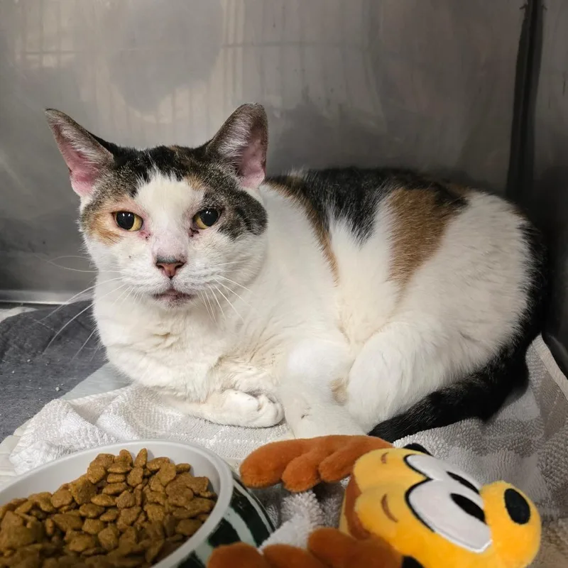 A senior large-sized female Calico Domestic Short Hair cat named Sadie for adoption in Waldorf, MD