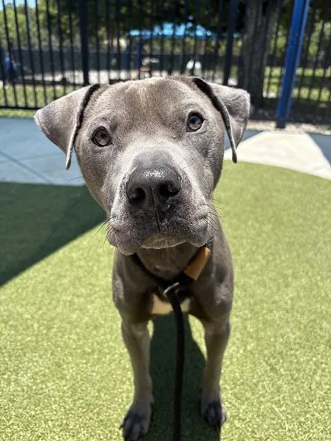 An adult large-sized male American Staffordshire Terrier dog named Stitch for adoption in Fort Lauderdale, FL