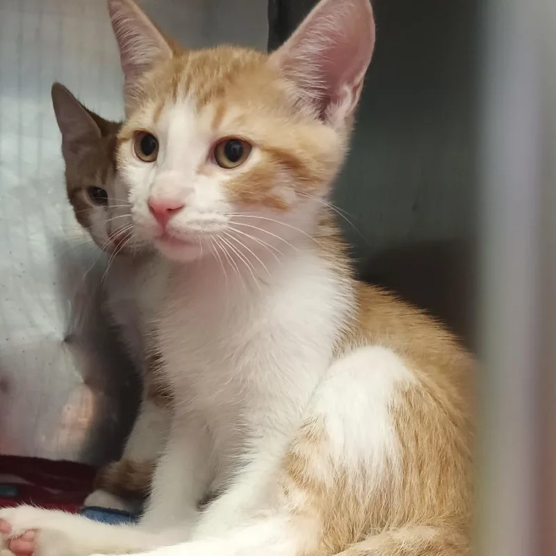 A baby small-sized male Orange / Red Domestic Short Hair cat named Bowie for adoption in Valley, AL