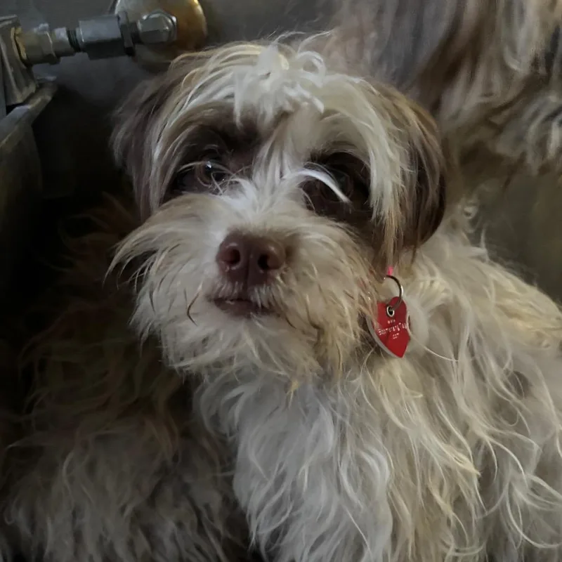 A young small-sized female Yellow / Tan / Blond / Fawn Cairn Terrier dog named Scruffy A for adoption in Mission Hills, CA