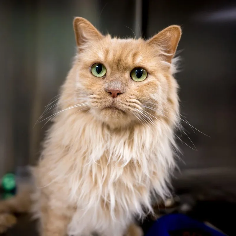 An adult medium-sized female Buff / Tan / Fawn Domestic Long Hair cat named Marlene for adoption in Joshua Tree, CA