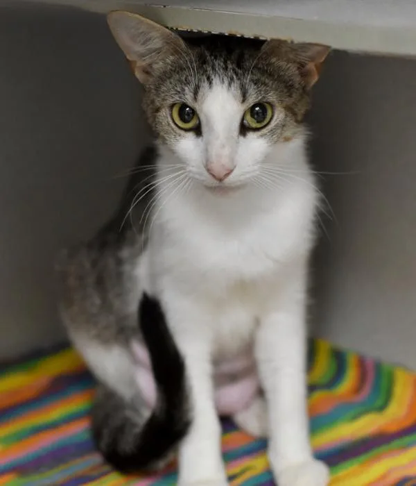 An adult medium-sized female Tabby (Brown / Chocolate) Domestic Short Hair cat named June Bug for adoption in Marietta, GA