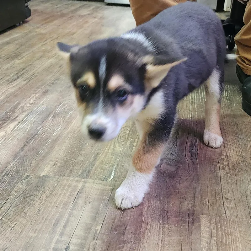 Heidi