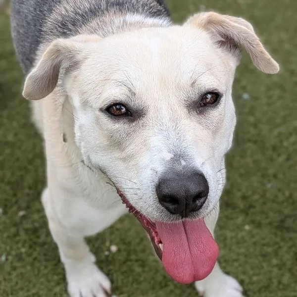 An adult medium-sized female White / Cream Labrador Retriever dog named Hana Bear for adoption in Austin, TX