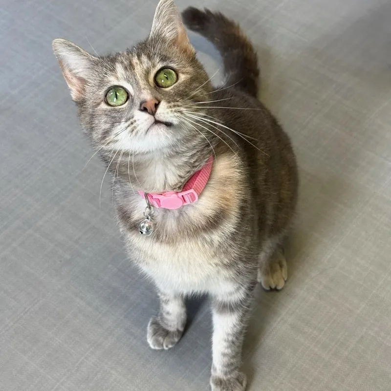 A young medium-sized female Dilute Tortoiseshell Domestic Short Hair cat named Celeste for adoption in Greensburg, PA