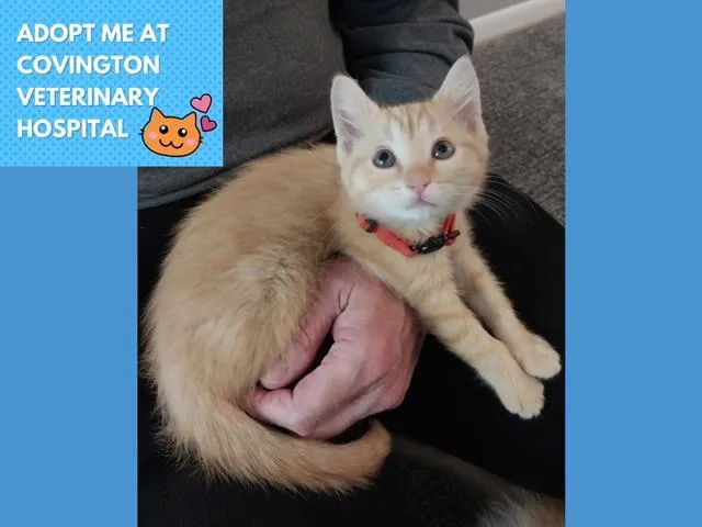 A baby small-sized female Domestic Short Hair cat named Bingo for adoption in Fort Wayne, IN