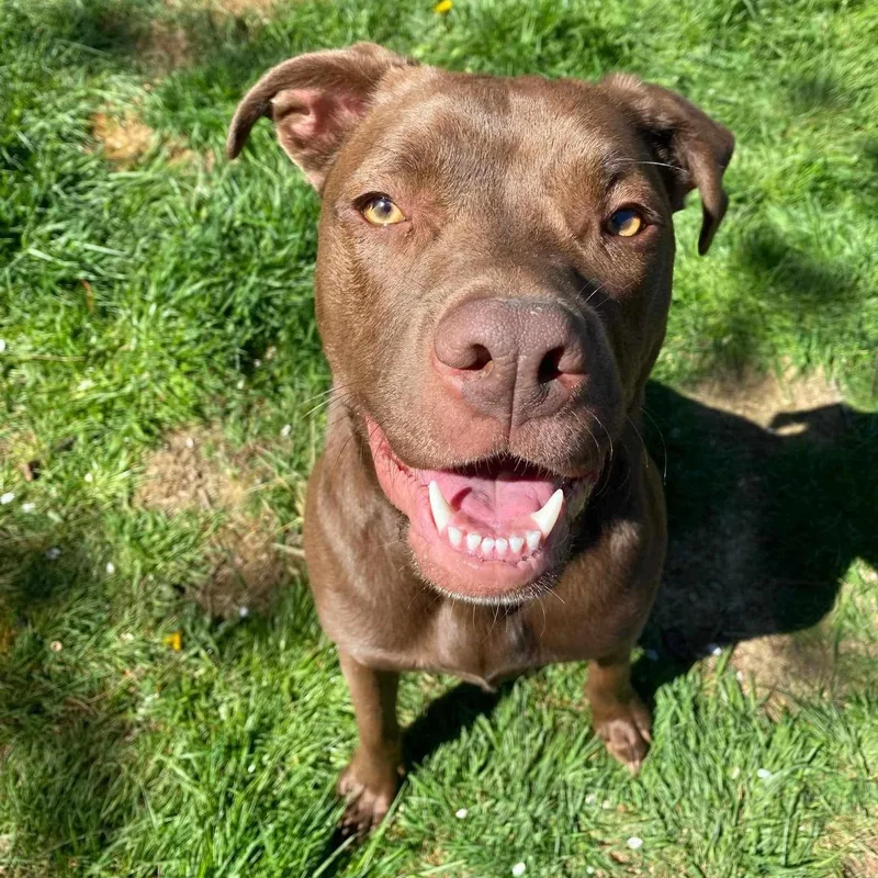 An adult medium-sized female Vizsla dog named Molly for adoption in Fort Worth, TX
