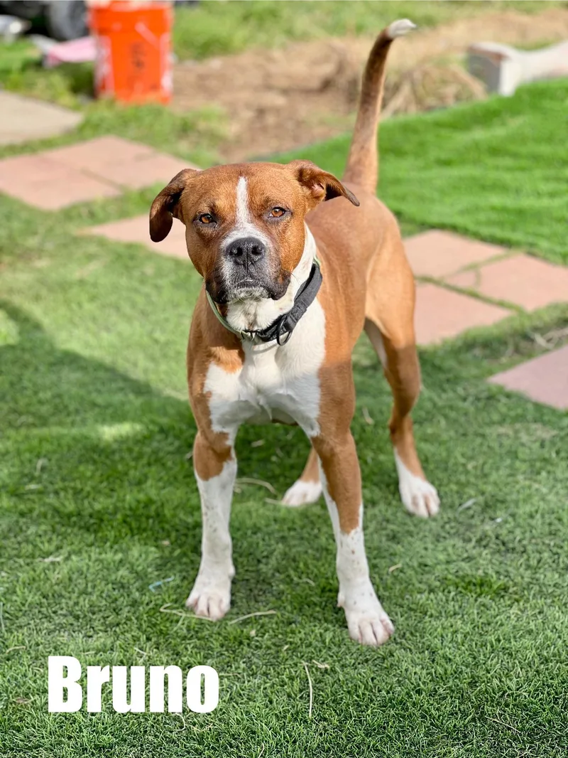 Bruno