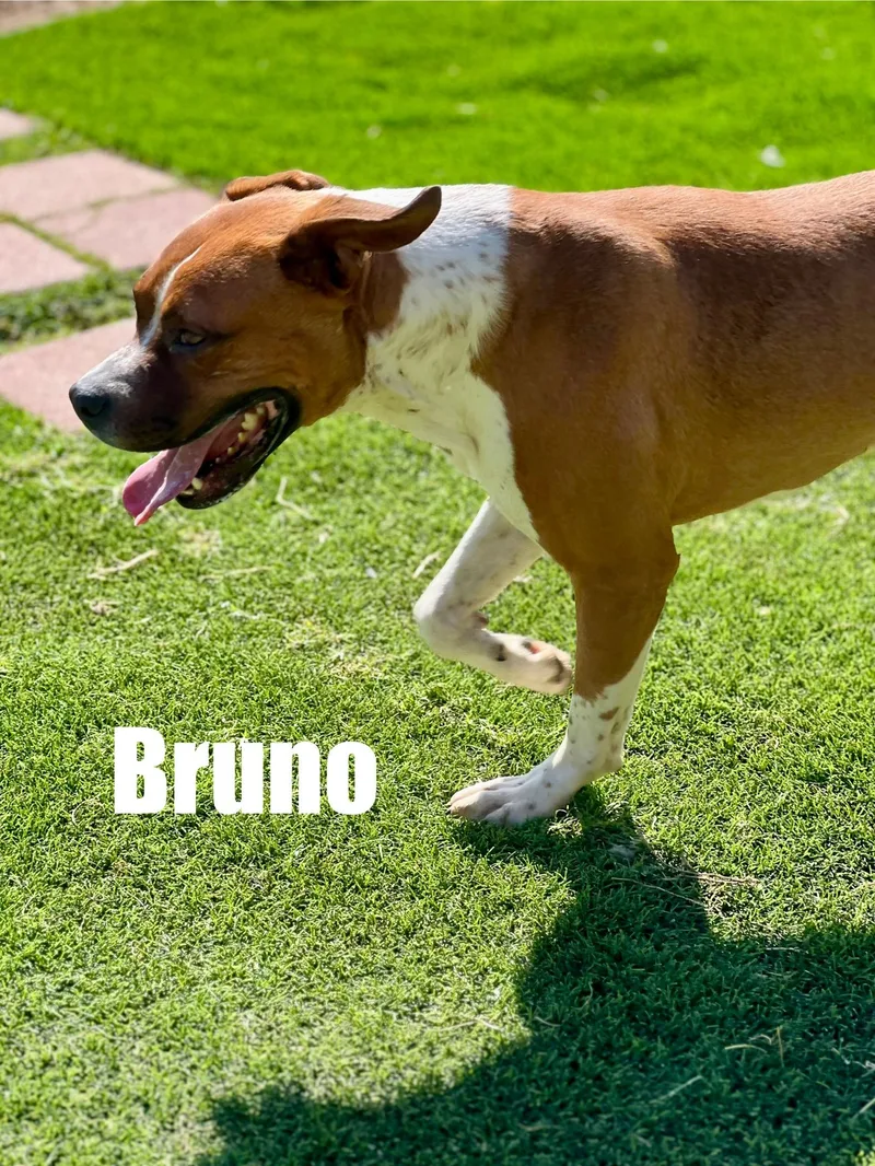 Bruno thumbnail 3