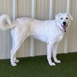 An adult large-sized female White / Cream Labrador Retriever dog named Pookie for adoption in Austin, TX