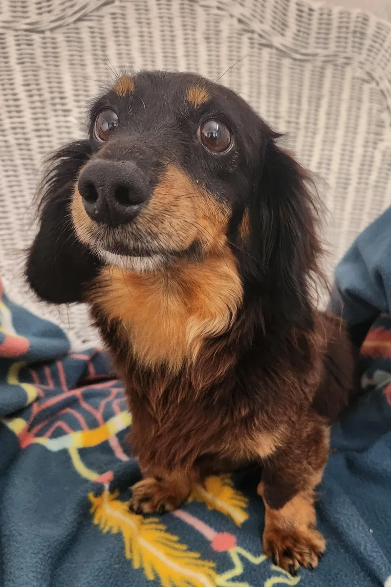 An adult small-sized female Black Dachshund (Miniature Long Haired) dog named Dolly for adoption in Smithfield, PA