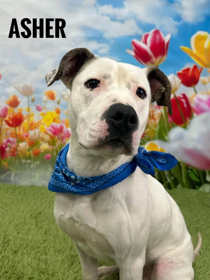 An adult large-sized male White / Cream Mixed Breed dog named Asher for adoption in Flint, MI