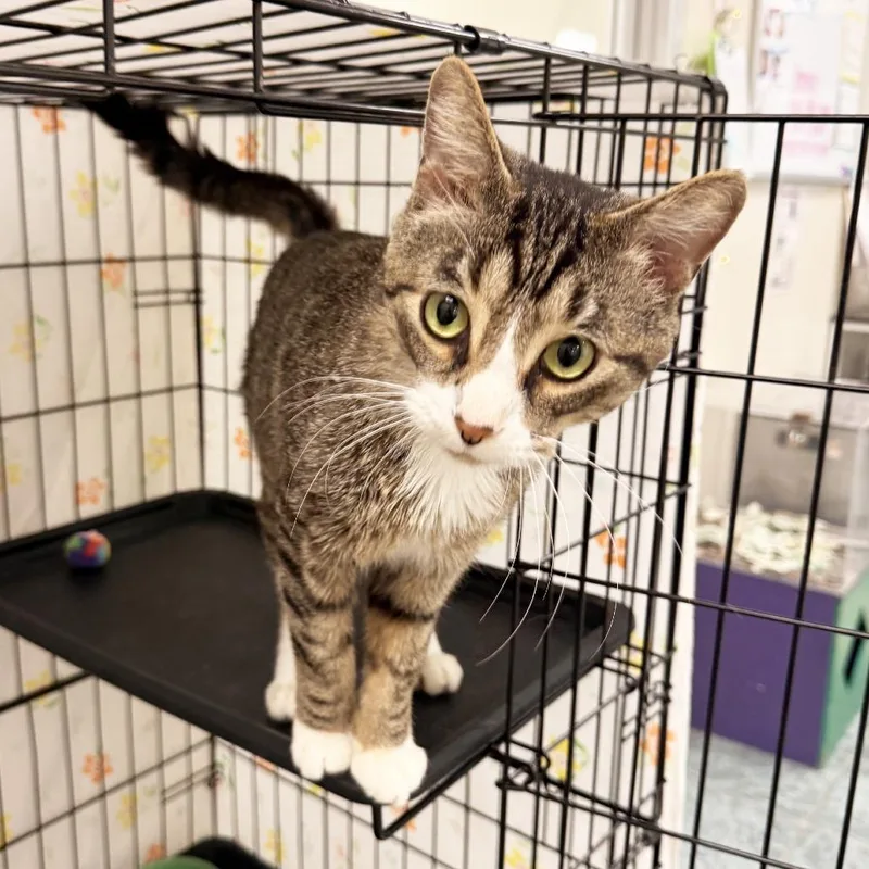 An adult medium-sized male Domestic Short Hair cat named Mewler for adoption in Oshkosh, WI