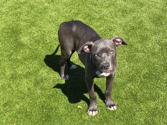Ted