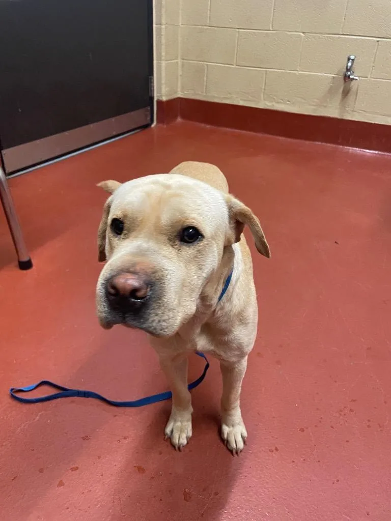 A young medium-sized female Mixed Breed dog named Puddin' for adoption in Douglasville, GA
