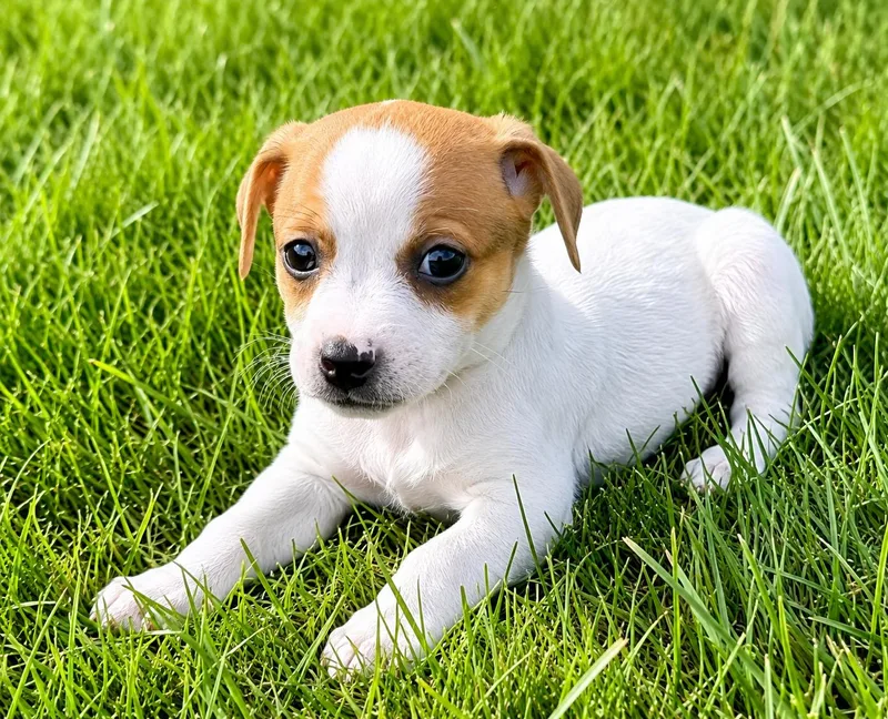 A baby small-sized female Jack Russell Terrier dog named Millie for adoption in Chesterfield, MI