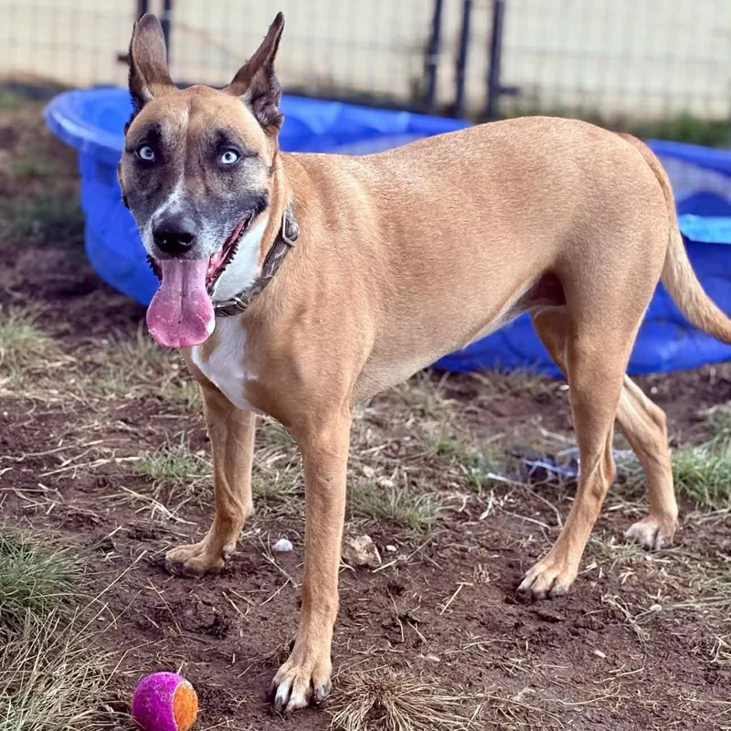 An adult large-sized female Brown / Chocolate Belgian Shepherd / Malinois dog named Koda for adoption in Justin, TX