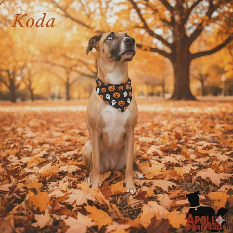Koda thumbnail 5