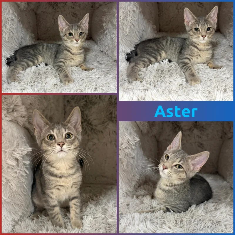 A baby small-sized male Tabby (Gray / Blue / Silver) Domestic Short Hair cat named Aster for adoption in Louisville, KY