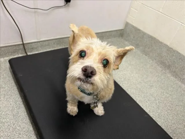 Sammy