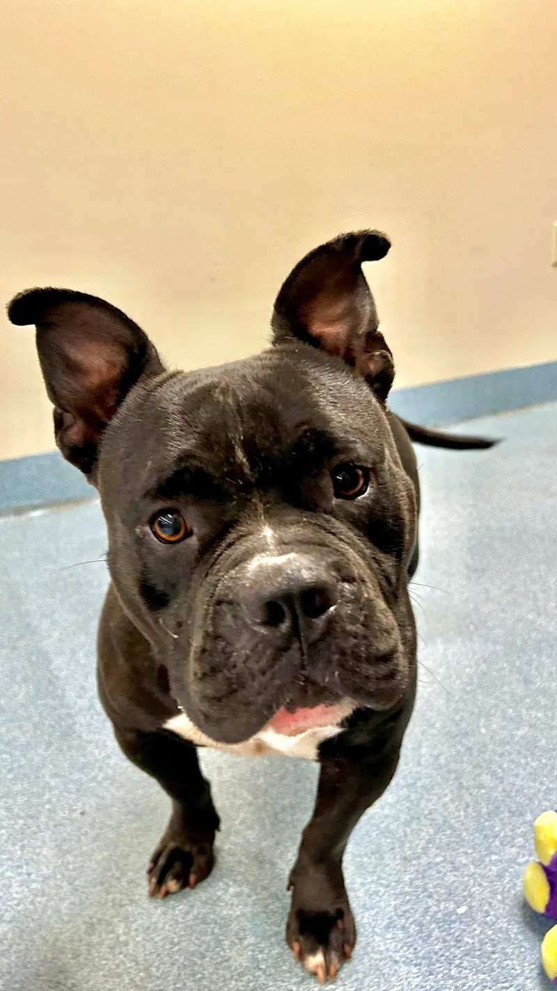 An adult large-sized female Black Pit Bull Terrier dog named Mulatto for adoption in Suffolk, VA
