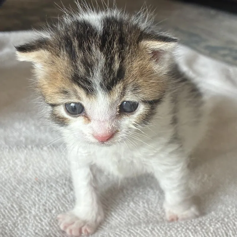 A baby small-sized male Brown / Chocolate Domestic Short Hair cat named Cowboy for adoption in Grantsville, UT