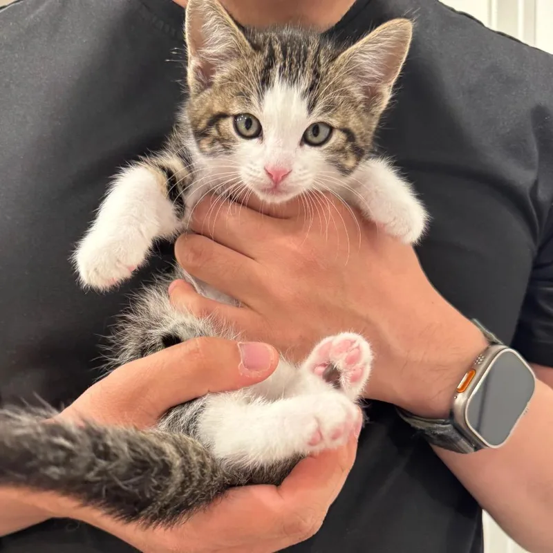 A baby small-sized female Brown / Chocolate Domestic Short Hair cat named Cloe for adoption in Sunnyvale, CA