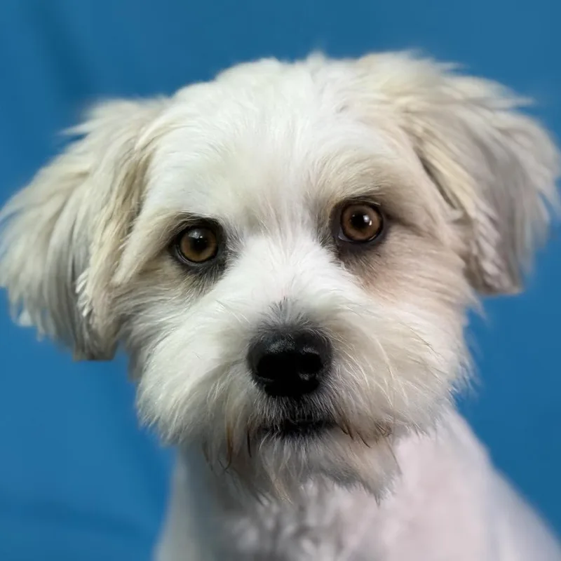 Ruffles: From Matted To thumbnail 2