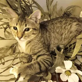 A young medium-sized male Domestic Short Hair cat named Costner Kershaw for adoption in Hudson, MA