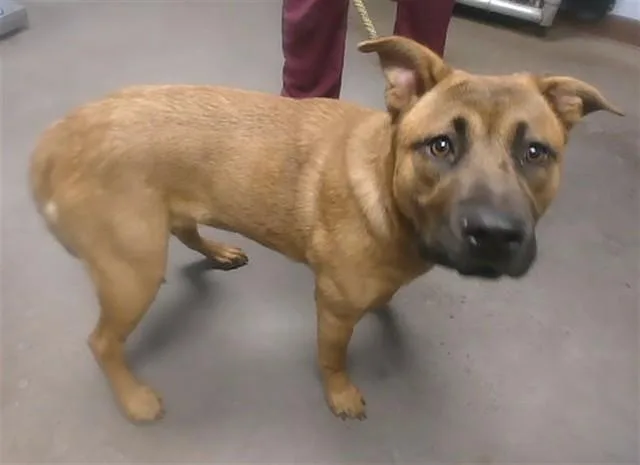 A young large-sized female German Shepherd Dog dog named Maggie for adoption in Phoenix, AZ