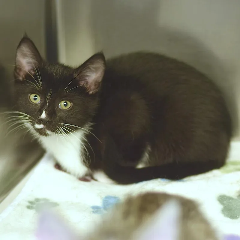 A baby small-sized female Black Domestic Short Hair cat named Orbit for adoption in Belleville, IL