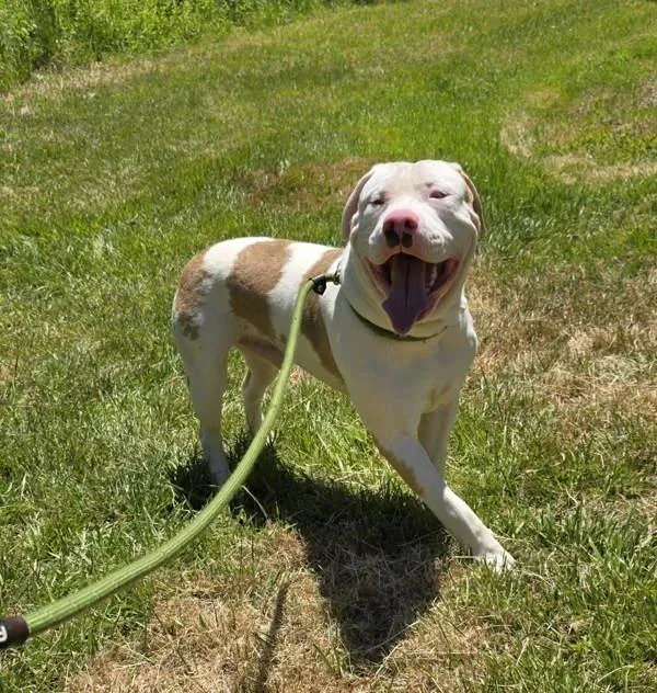 A young medium-sized male Pit Bull Terrier dog named Memphis for adoption in Salisbury, MD