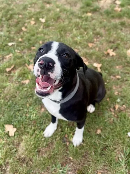 An adult medium-sized male Black Mixed Breed dog named Hotdog for adoption in Roseburg, OR