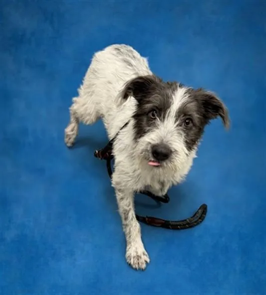A baby medium-sized female Schnauzer dog named Ruby for adoption in Peoria, IL