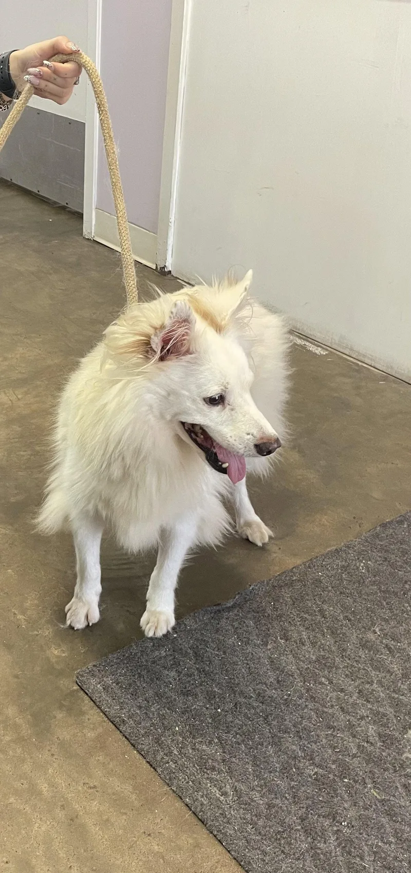 A young medium-sized female American Eskimo Dog dog named Snowie of Crestview Fl for adoption in Randallstown, MD