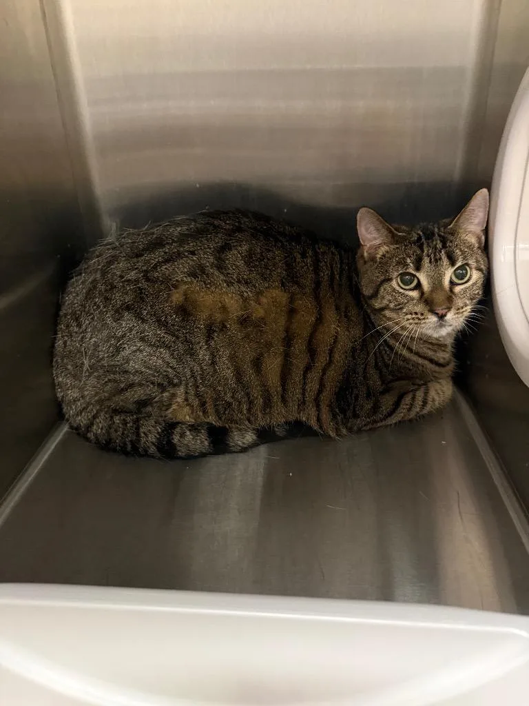 An adult large-sized male Domestic Short Hair cat named Tiger T for adoption in Clarksville, TN
