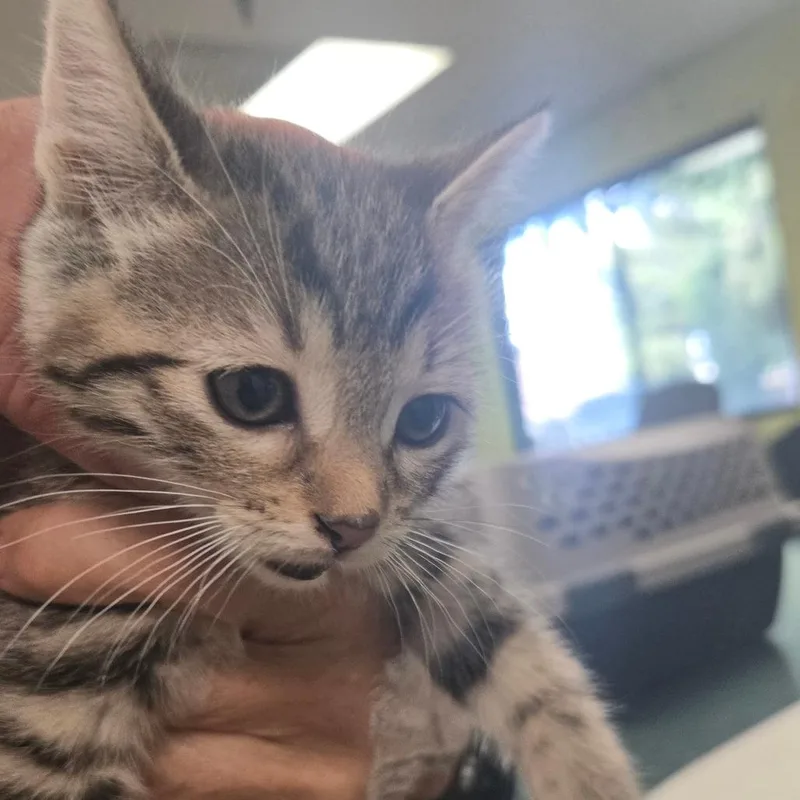 A baby small-sized female Gray / Blue / Silver Domestic Short Hair cat named Goldy for adoption in San Jacinto, CA
