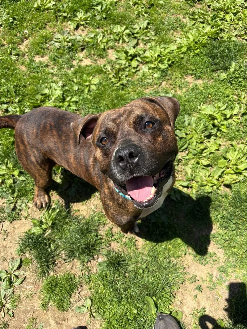 A young medium-sized male Brindle Pit Bull Terrier dog named Tony for adoption in Yonkers, NY