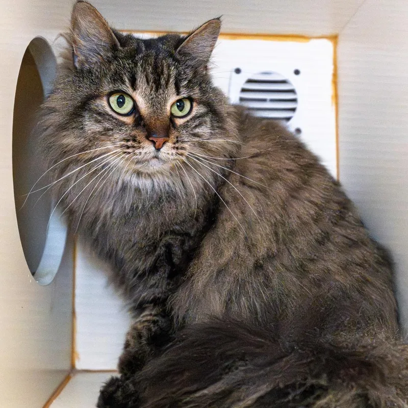 A senior medium-sized female Brown / Chocolate Domestic Long Hair cat named Clover for adoption in South Elgin, IL