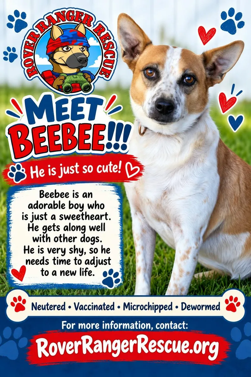 An adult small-sized male White / Cream Cattle Dog named BeeBee for adoption in Wrightwood, CA