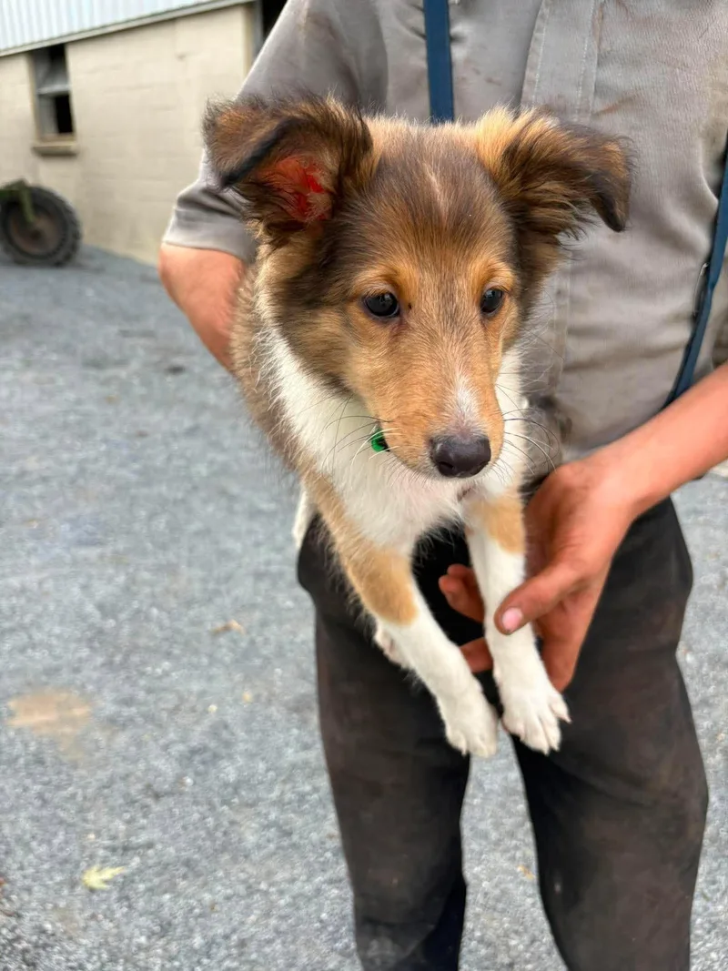 A baby small-sized male Shetland Sheepdog / Sheltie dog named Gizmo for adoption in Havertown, PA