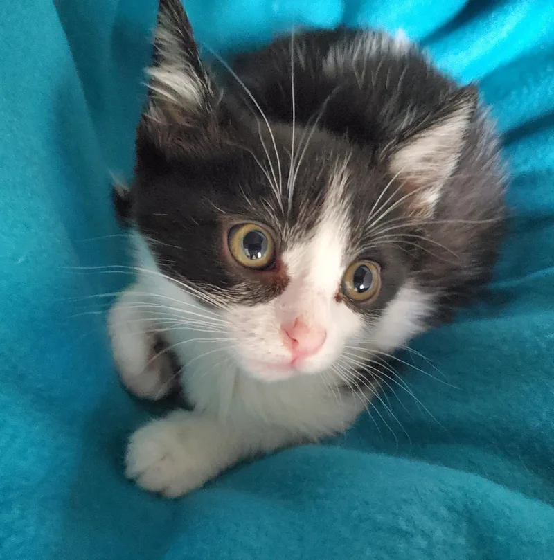 A baby small-sized female Domestic Short Hair cat named Shortcake for adoption in Carlsbad, CA