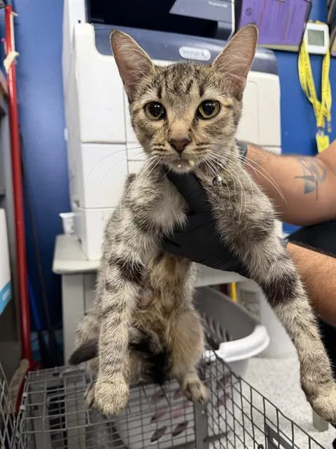 A young medium-sized female Domestic Short Hair cat named Lulu for adoption in Pasadena, TX