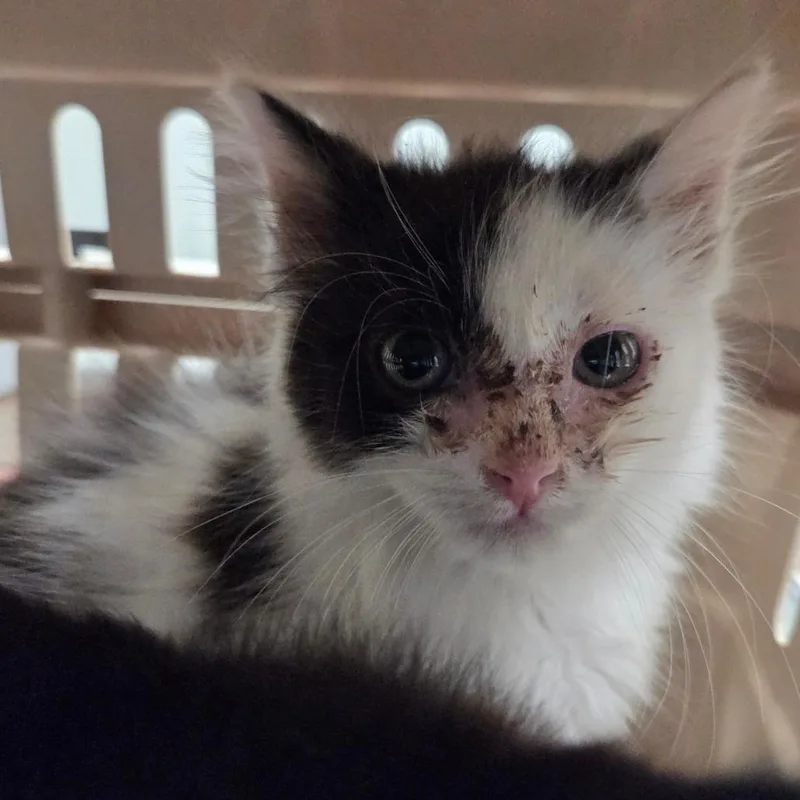 A baby small-sized male White Domestic Medium Hair cat named Pompeii for adoption in Chattanooga, TN